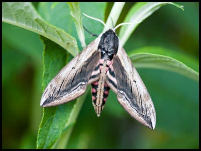 moth